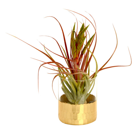 Majestic Concolor Terrarium