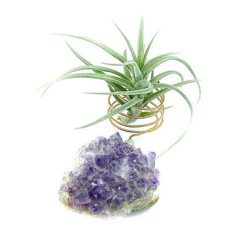 Amethyst Crystal Air Plant Holder + Plant