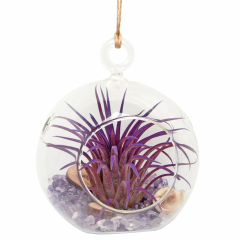 4" Amethyst Bubble Terrarium