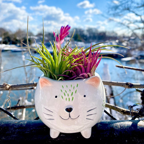 😽Happy Cat Terrarium