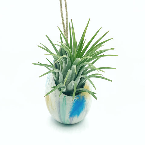 One of a Kind Air Plant Holder + Rubra