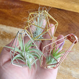 Set of 3 - Geometric Air Plant Ornament Gift Collection