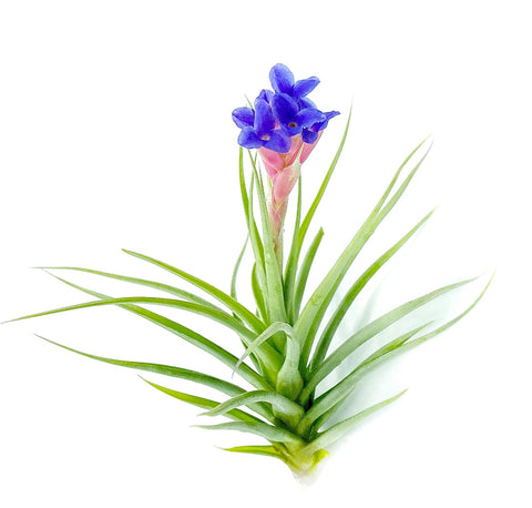 T. Stricta x Aeranthos