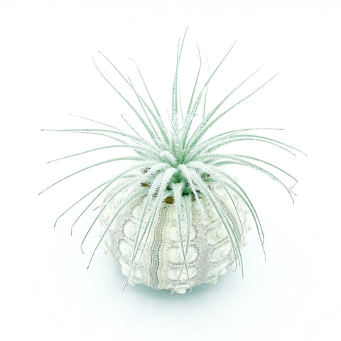 Sputnik Sea Urchin + Tectorum