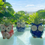 Owl Planter + Air Plant