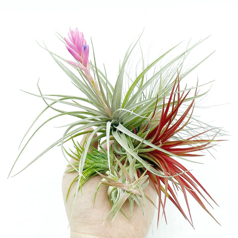Air Plants Gift Collection