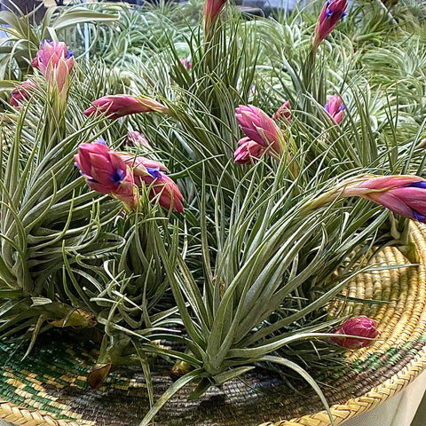 Stricta Magenta