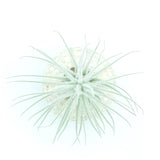 Sputnik Sea Urchin + Tectorum