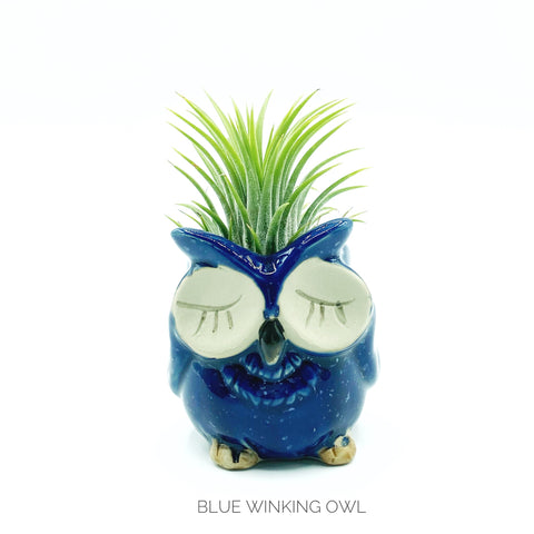 Owl Planter + Air Plant