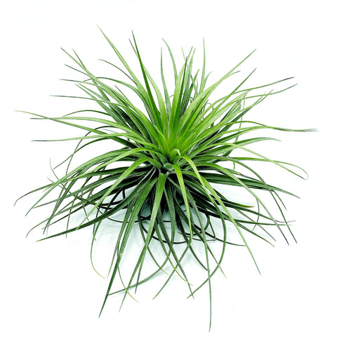 T. Stricta Hugo - Large