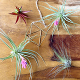 Air Plant Lovers Gift Collection