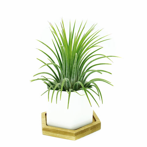 White Polygon Ceramic Air Plant Holder + Plant