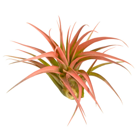 Peach Abdita Air Plant