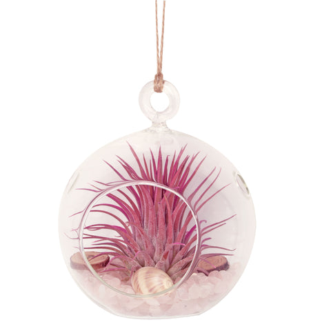 4" Rose Quartz Bubble Terrarium