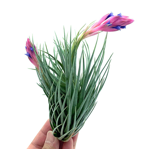 Tenuifolia Purple Torch