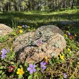 Botanical Garden Ring - Size 8 - BG 336