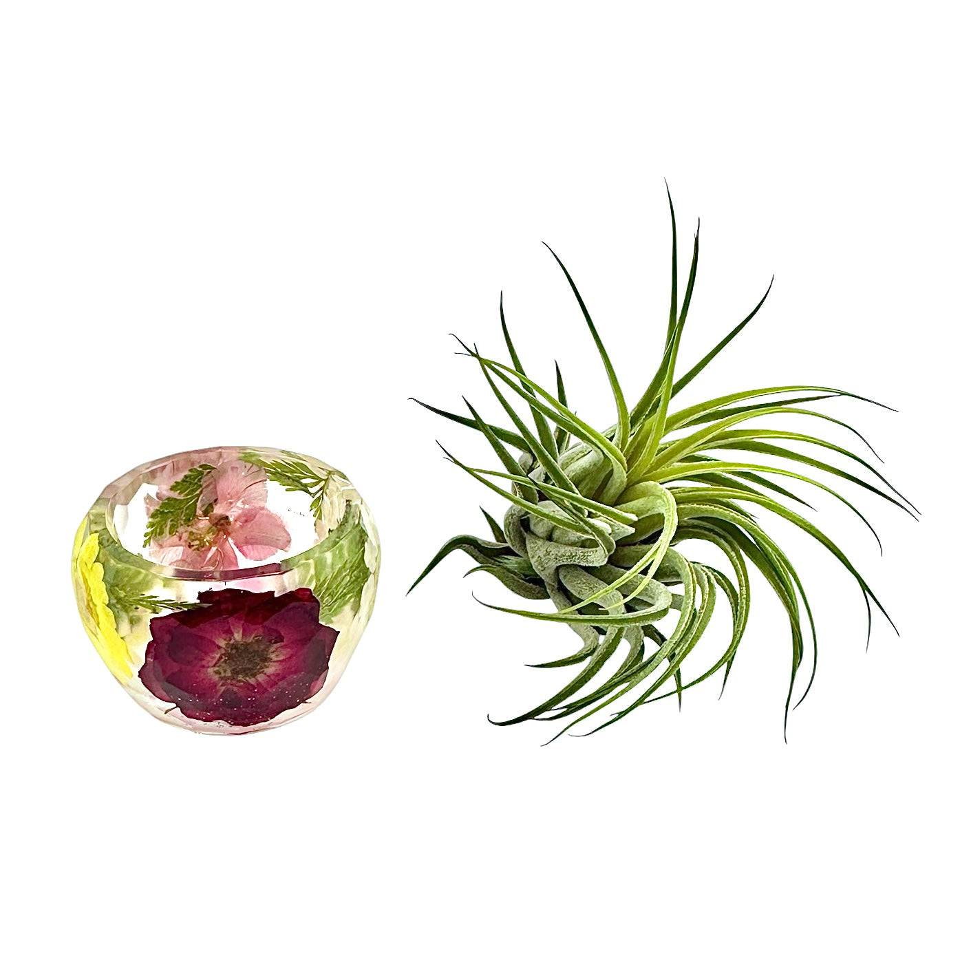 Pressed Flower Holder + Air Plant - BG 399
