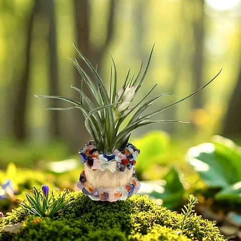 Gemstone Holder + Air Plant