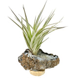 Agate Crystal + Air Plant