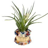 Gemstone Holder + Air Plant