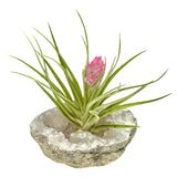 Quartz Crystal + Air Plant