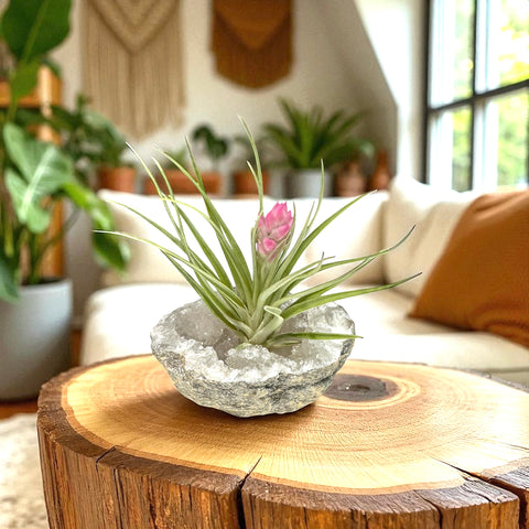 Quartz Crystal + Air Plant