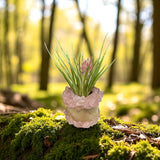 Rose Quartz Holder + Air Plant