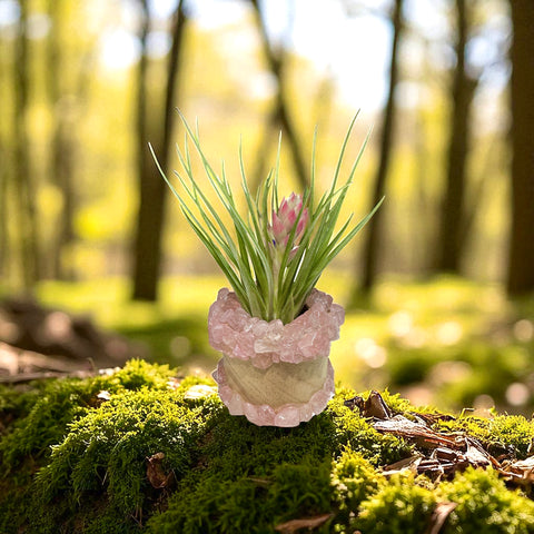 Rose Quartz Holder + Air Plant