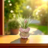 Rose Quartz Holder + Air Plant