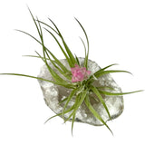 Quartz Crystal + Air Plant