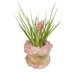 Rose Quartz Holder + Air Plant