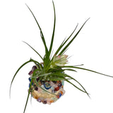 Gemstone Holder + Air Plant