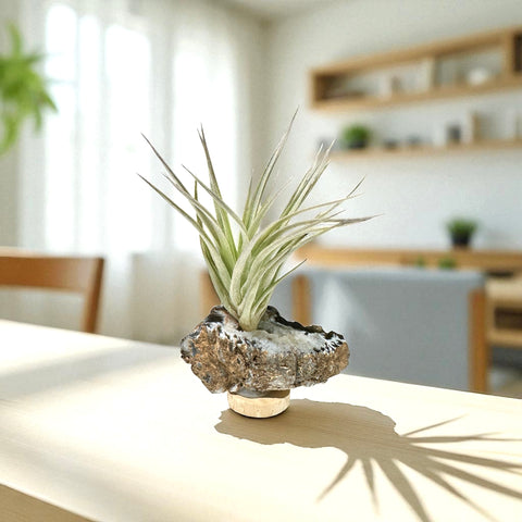 Agate Crystal + Air Plant