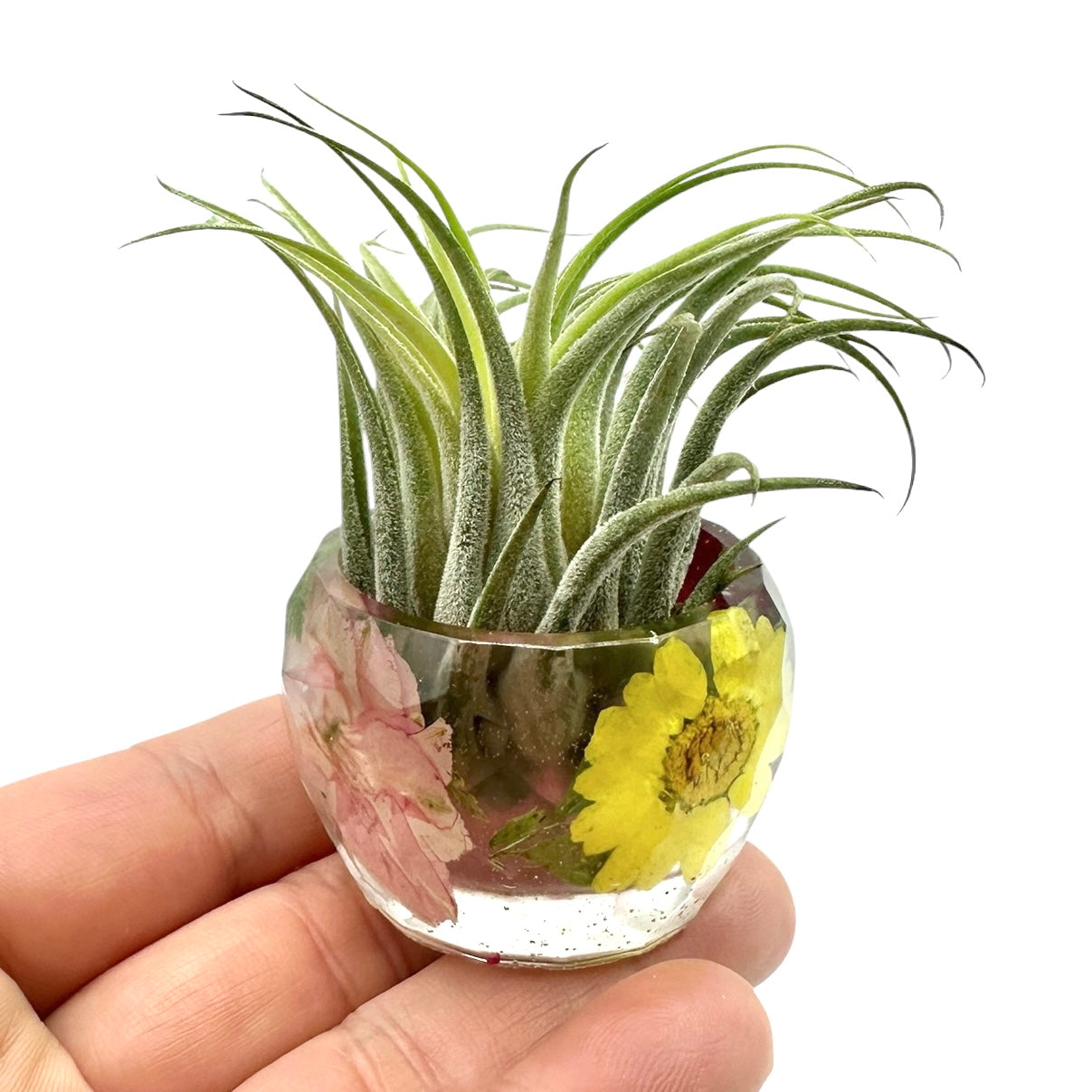 Pressed Flower Holder + Air Plant - BG 399