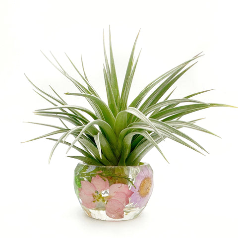 Pressed Flower Holder + Air Plant - BG 139