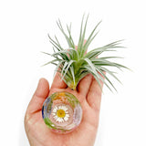 Pressed Flower Holder + Air Plant - BG 139