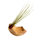 Juncea Air Plant