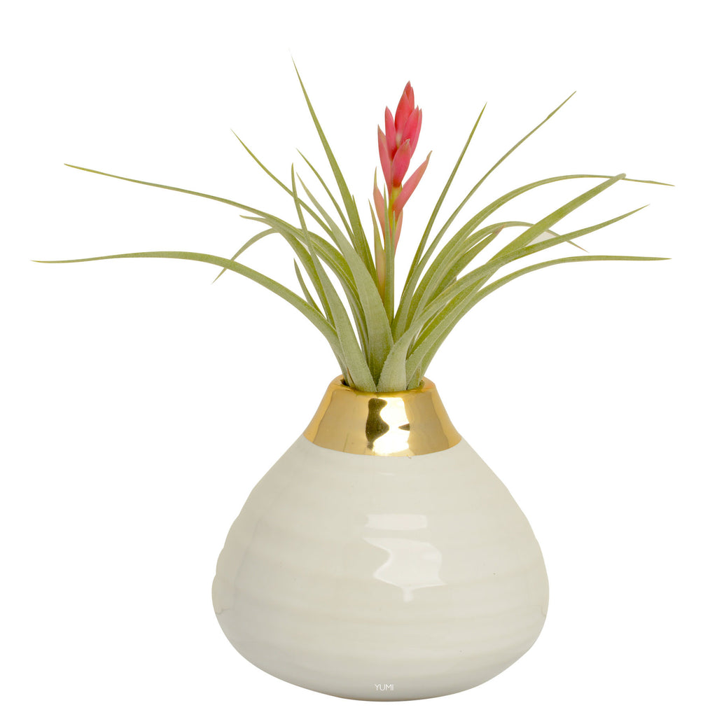 Blooming Airplant + Vase