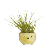Mr. Hedgehog