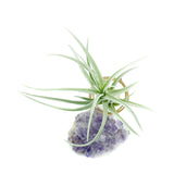 Amethyst Crystal Air Plant Holder + Plant