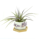 Purple Amethyst Gemstone Planter + Air Plant