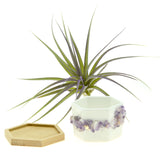 Purple Amethyst Gemstone Planter + Air Plant