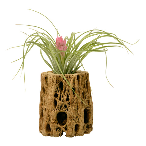 Cholla Cactus Wood + Blooming Air Plant