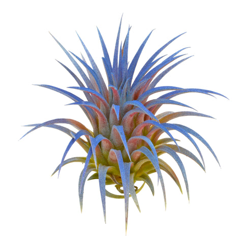 T. Ionantha Rubra - Color