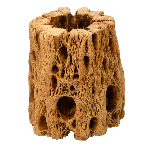 Cholla Cactus Wood Planter