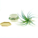 Green Prehnite Gemstone Planter + Air Plant