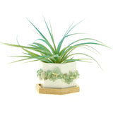 Green Prehnite Gemstone Planter + Air Plant