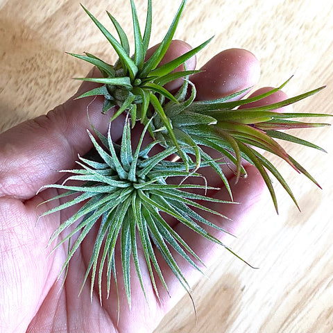 Extra Small Ionantha Assorted Mix