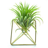 Gold Polygon Stand + Air Plant