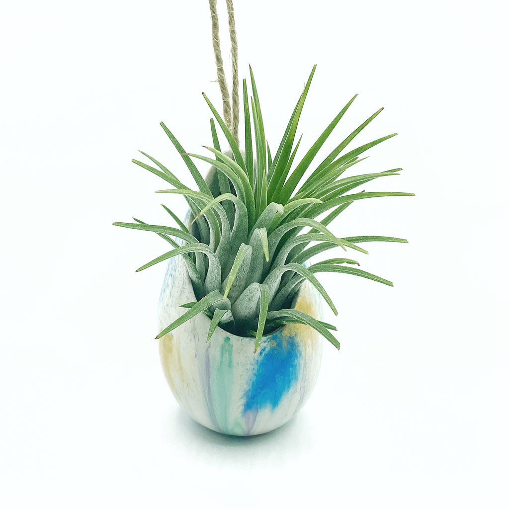 One of a Kind Air Plant Holder + Rubra